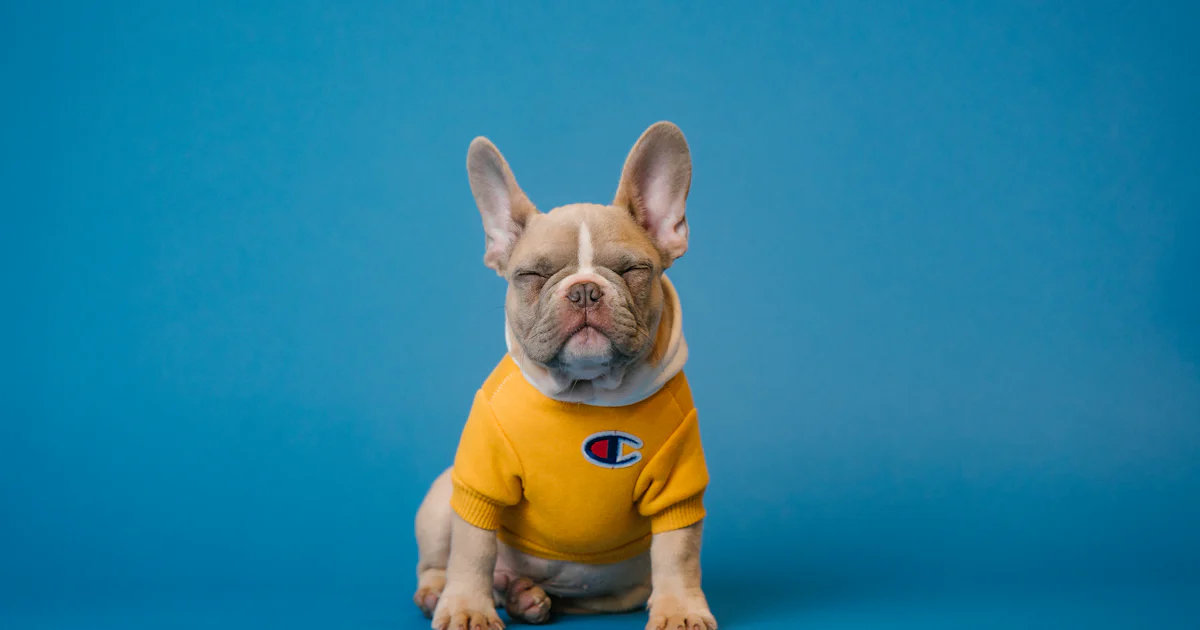 Hundesteuer Deutschland 2026: Was zahlt man in welcher Stadt?