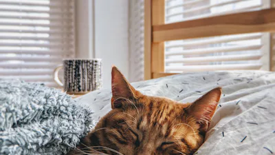 Cat or Dog: What Actually Costs More Per Year?