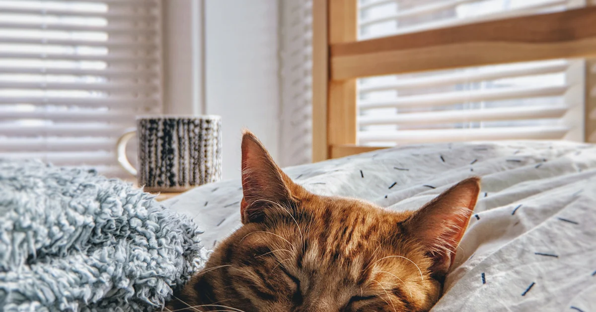 Katze oder Hund: Was kostet wirklich mehr pro Jahr?