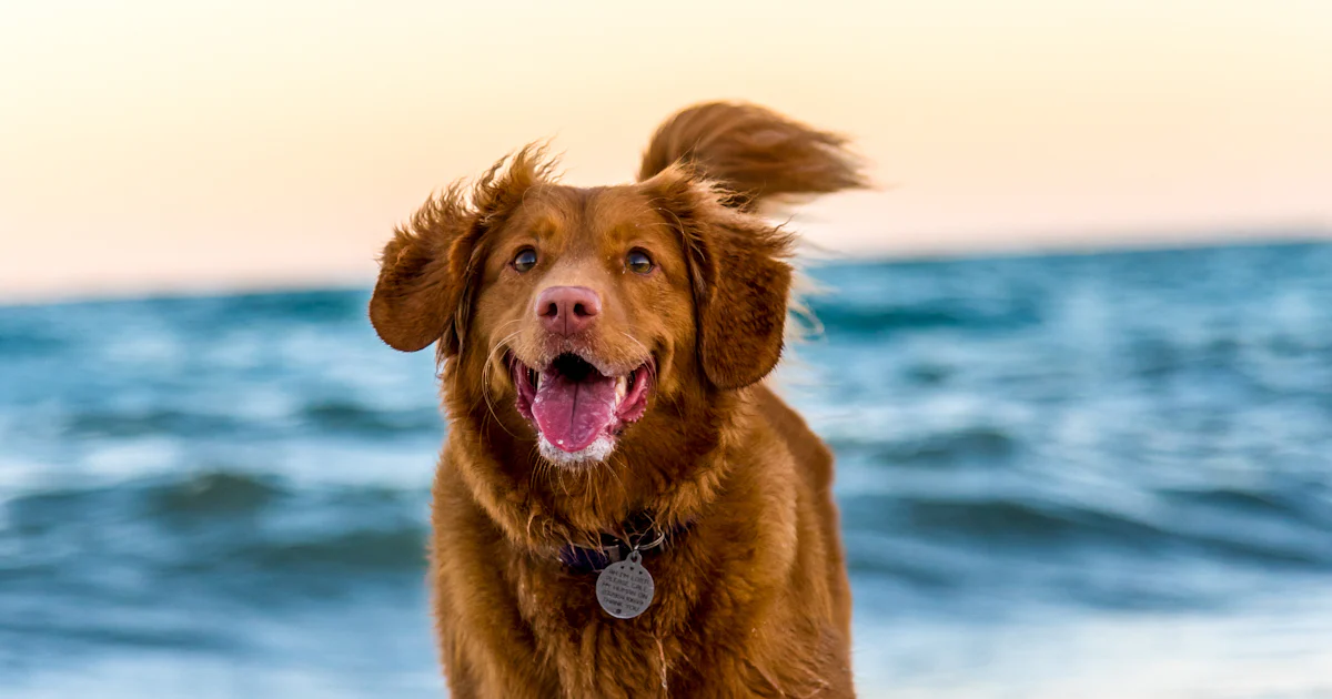 Haustier und Urlaub: Was kostet Tierpension, Tiersitter oder Mitnahme?