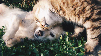 Pet Insurance: For Whom Is It Really Worth It?
