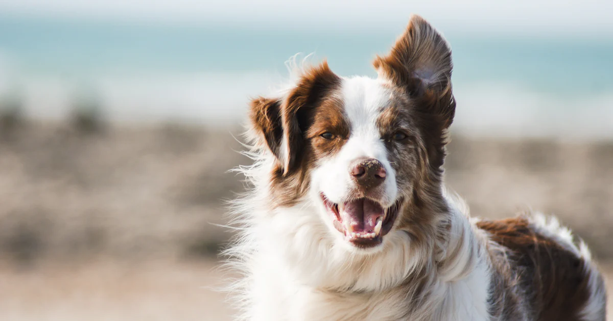 What Does a Dog Really Cost? The Honest Cost Overview 2026